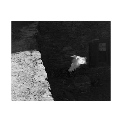 La poule, 2017
