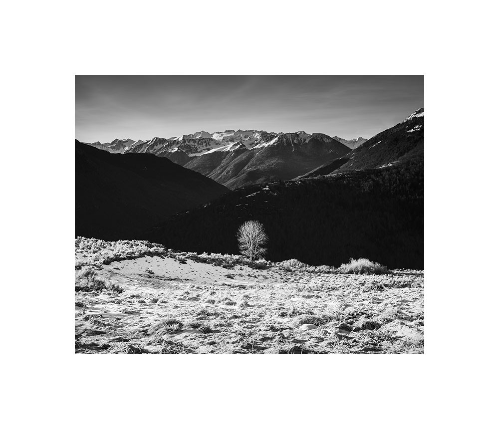 L'arbre blanc 2021