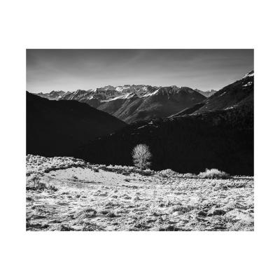 L'arbre blanc 2021