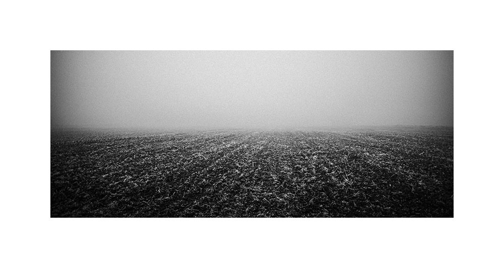 Le maïs ras sous la brume, 2014