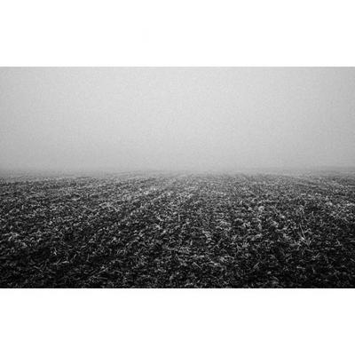 Le maïs ras sous la brume, 2014