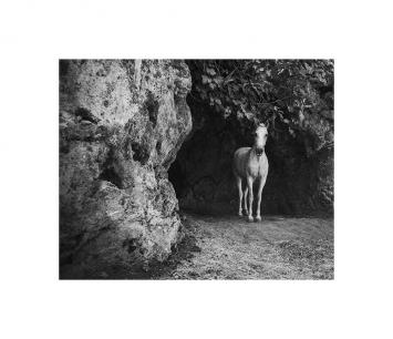 Granada viznar cheval grotte 4