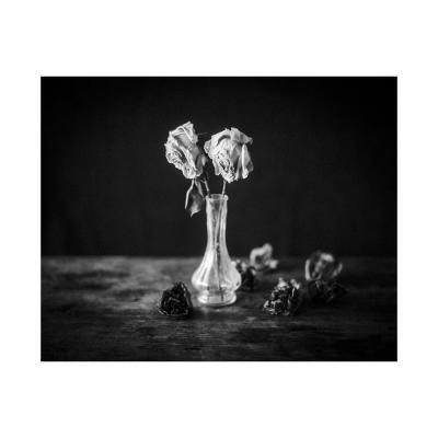 Deux roses et des camélias fanés