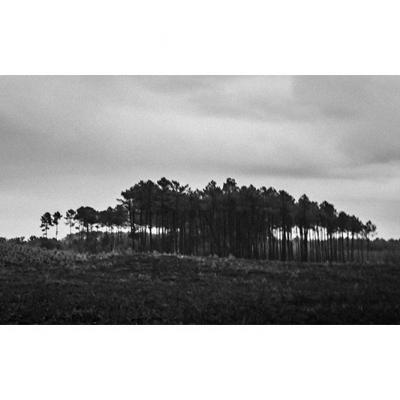 Bosquet de pins, variation 2023