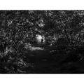 Le vieil homme sur le chemin, Landes 2015