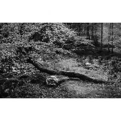L'arbre couché