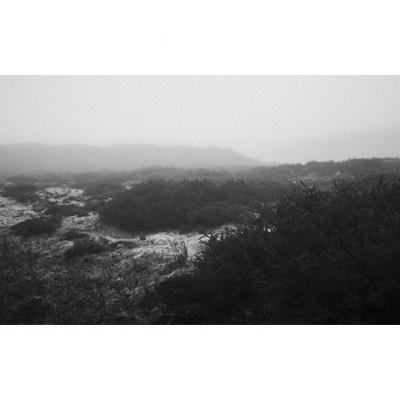 Landes de bruyères dans la brume