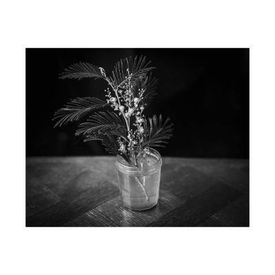 Le mimosa dans une pot de confiture 