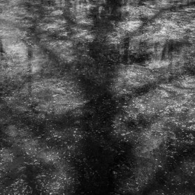 Nympheas-13