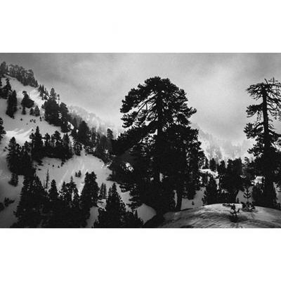 Les pins noirs dans la neige