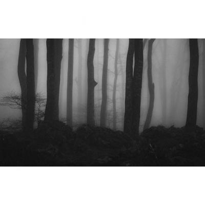 Les hêtres dans la brume