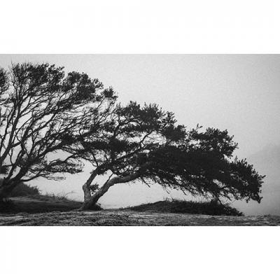Les arbres tordus, 2022
