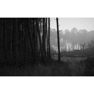 La forêt dans la brume, 2022
