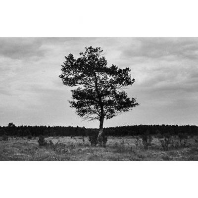 L'arbre seul, 2023
