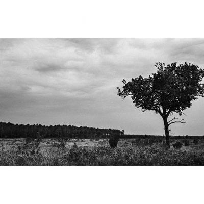 L'arbre seul et des lisières, 2023