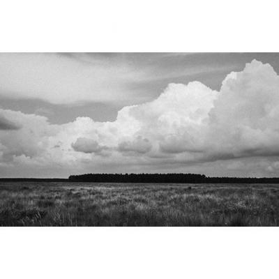 Un grand nuage par-dessus les pins, 2023