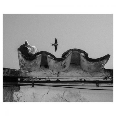 Le chat dort, l'hirondelle passe.