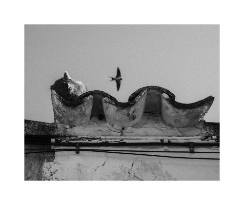 Chat-hirondelle
